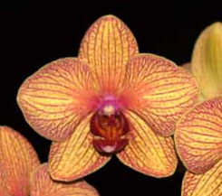 Phalaenopsis